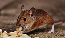 24 Hour & Emergency Exterminators in Perkinsville, NC